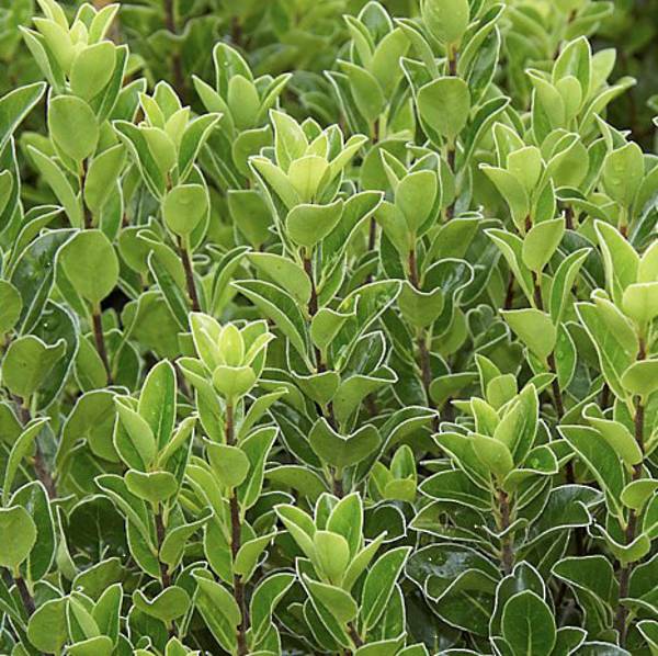 MTC Perennials Pittosporum Stephens Island 10cm